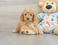 9 week old Cavapoo Puppy For Sale - Seaside Pups