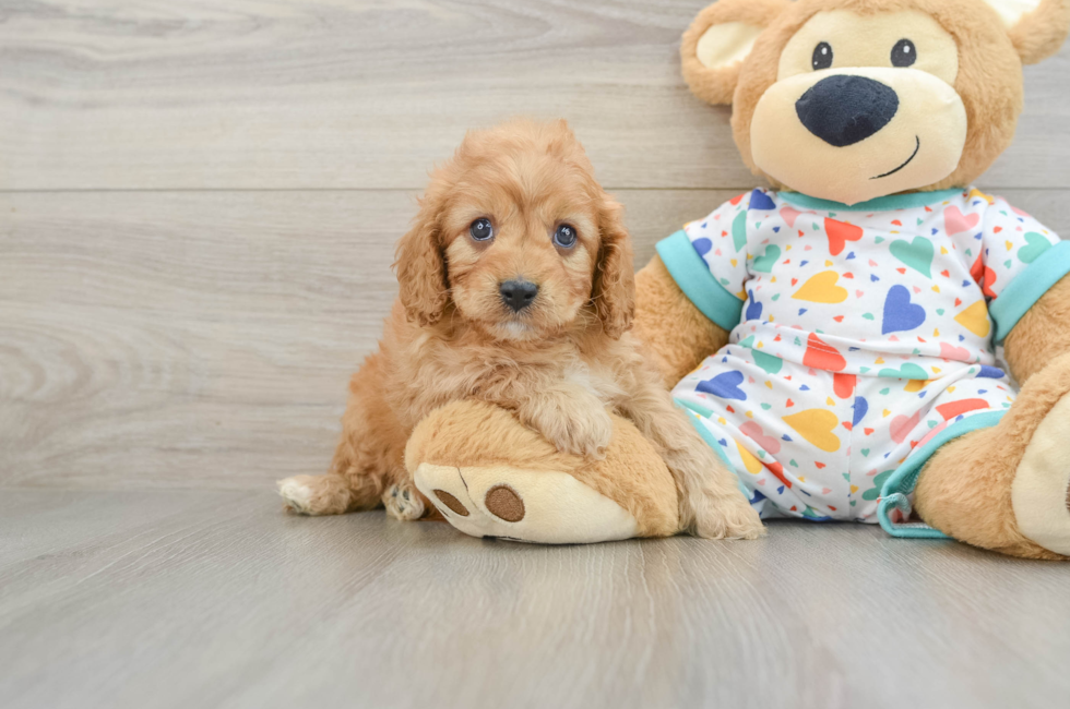 6 week old Cavapoo Puppy For Sale - Seaside Pups