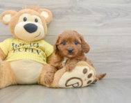 8 week old Cavapoo Puppy For Sale - Seaside Pups