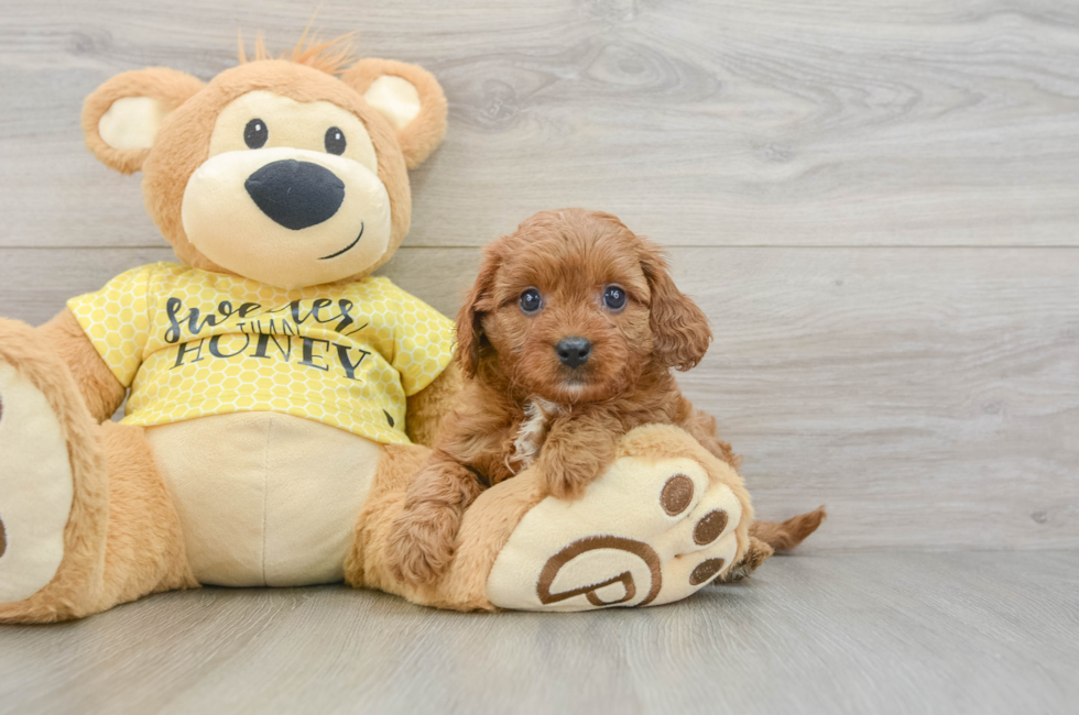 8 week old Cavapoo Puppy For Sale - Seaside Pups