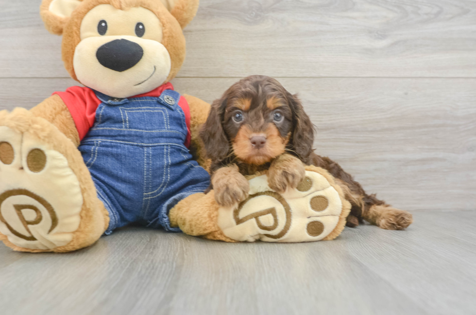 6 week old Cavapoo Puppy For Sale - Seaside Pups