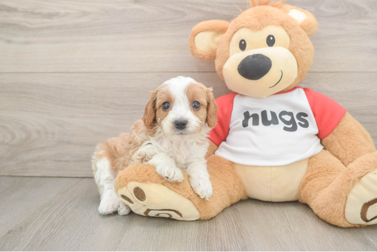 Cavapoo Puppy for Adoption