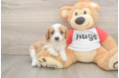 Cavapoo Puppy for Adoption