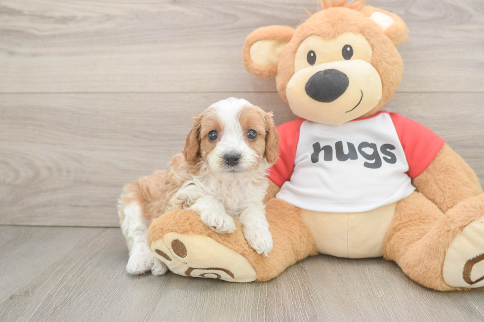 Cavapoo Puppy for Adoption