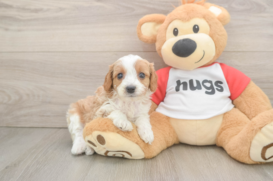 Cavapoo Puppy for Adoption