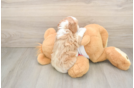 Cavapoo Pup Being Cute