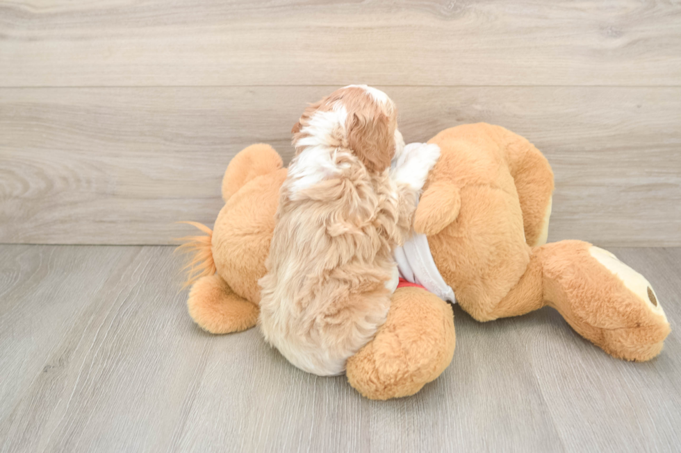 Cavapoo Pup Being Cute