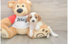 Sweet Cavapoo Baby