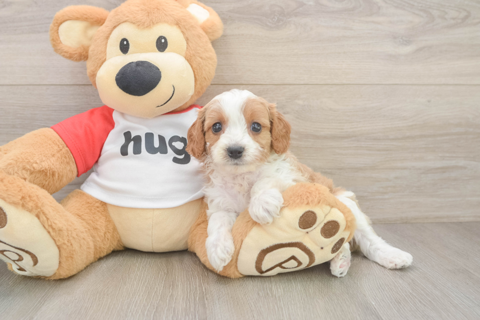 Sweet Cavapoo Baby