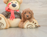 7 week old Cavapoo Puppy For Sale - Seaside Pups