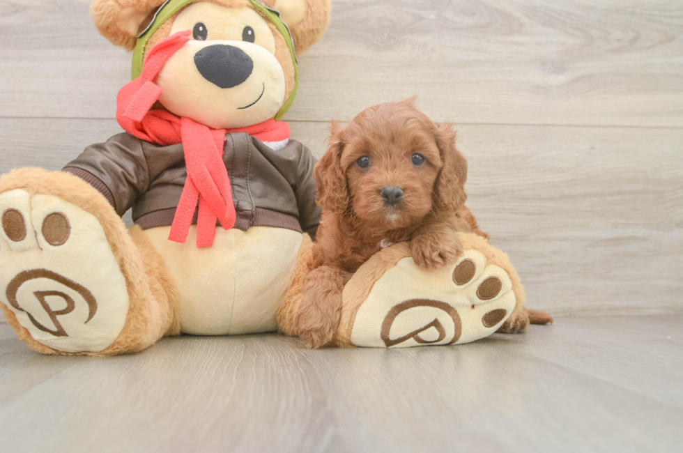 5 week old Cavapoo Puppy For Sale - Seaside Pups