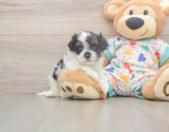 8 week old Cavapoo Puppy For Sale - Seaside Pups