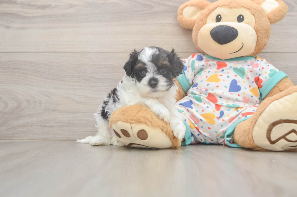 5 week old Cavapoo Puppy For Sale - Seaside Pups
