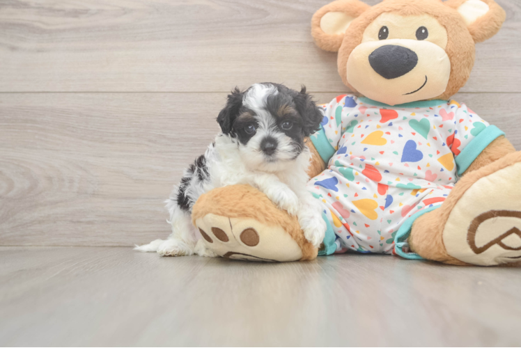 Meet Fido - our Cavapoo Puppy Photo  1/3 - Seaside Pups Cute Cavapoo Baby
