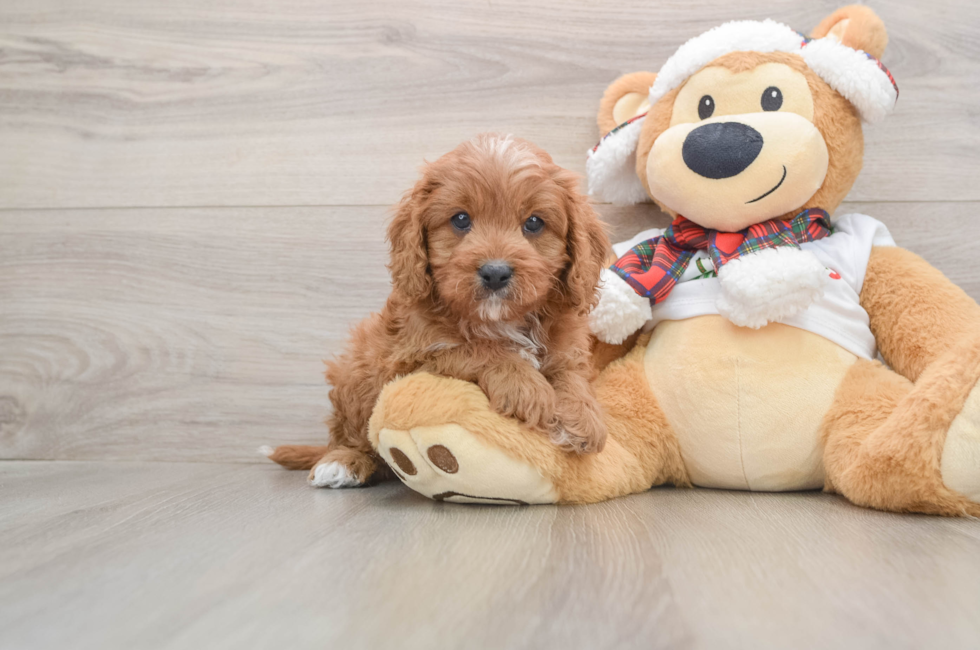 5 week old Cavapoo Puppy For Sale - Seaside Pups
