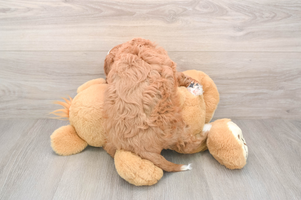 Little Cavipoo Poodle Mix Puppy