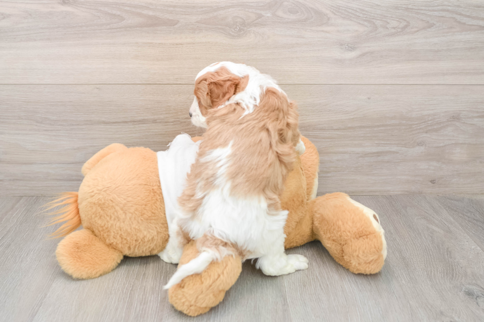 Cavapoo Puppy for Adoption