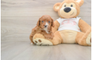 Best Cavapoo Baby