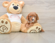7 week old Cavapoo Puppy For Sale - Seaside Pups