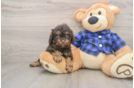 Cavapoo Puppy for Adoption