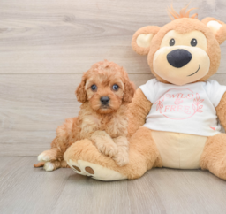7 week old Cavapoo Puppy For Sale - Seaside Pups