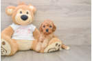 Cavapoo Puppy for Adoption