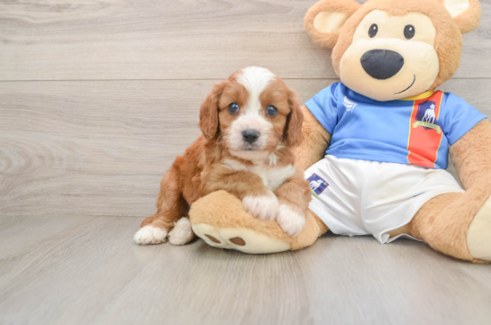 Hypoallergenic Cavadoodle Poodle Mix Puppy