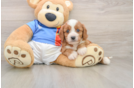 Cavapoo Pup Being Cute