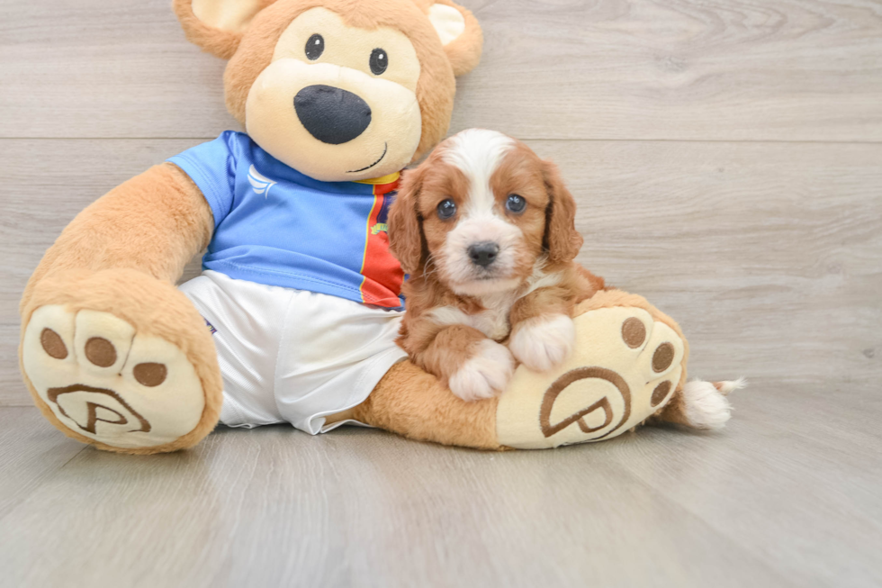 Cavapoo Pup Being Cute