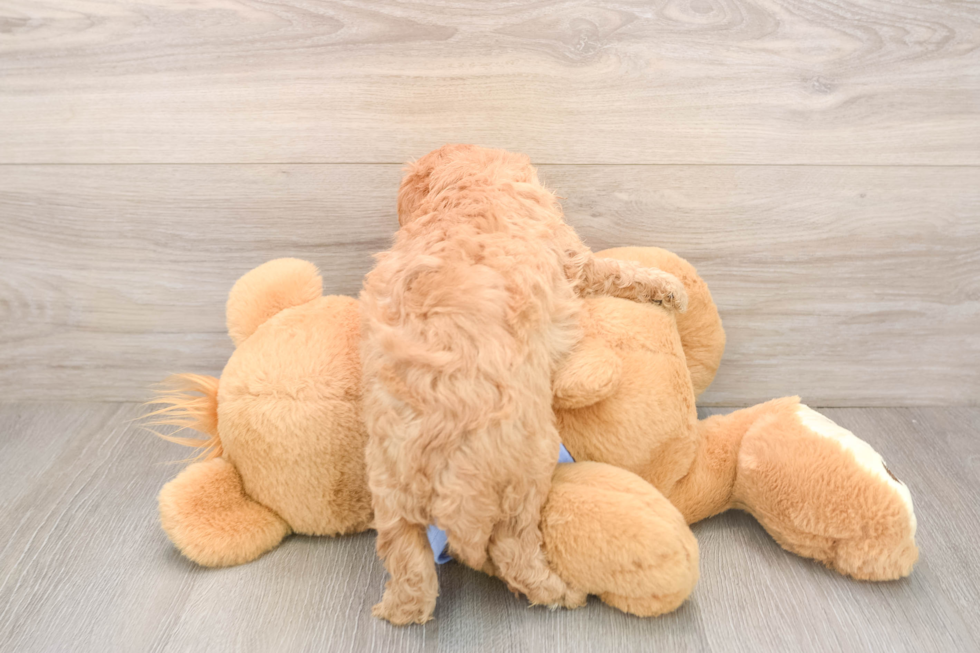 Cavapoo Puppy for Adoption