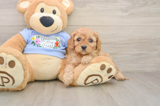 Smart Cavapoo Poodle Mix Pup