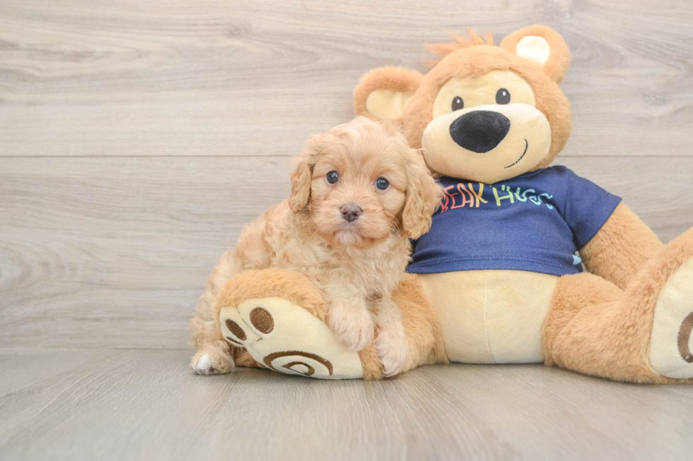 Cavapoo Puppy for Adoption