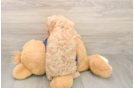 Best Cavapoo Baby
