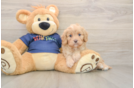 Cavapoo Pup Being Cute