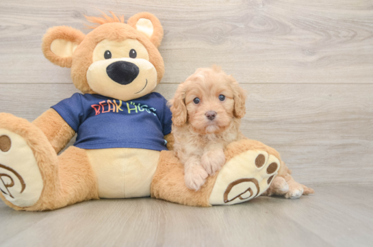 Cavapoo Pup Being Cute