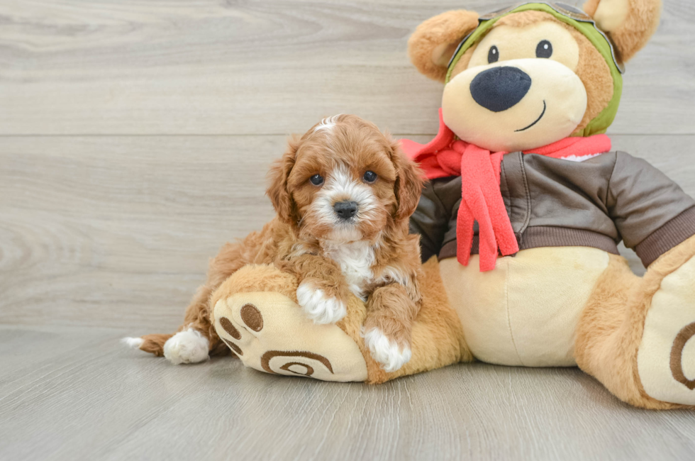 5 week old Cavapoo Puppy For Sale - Seaside Pups
