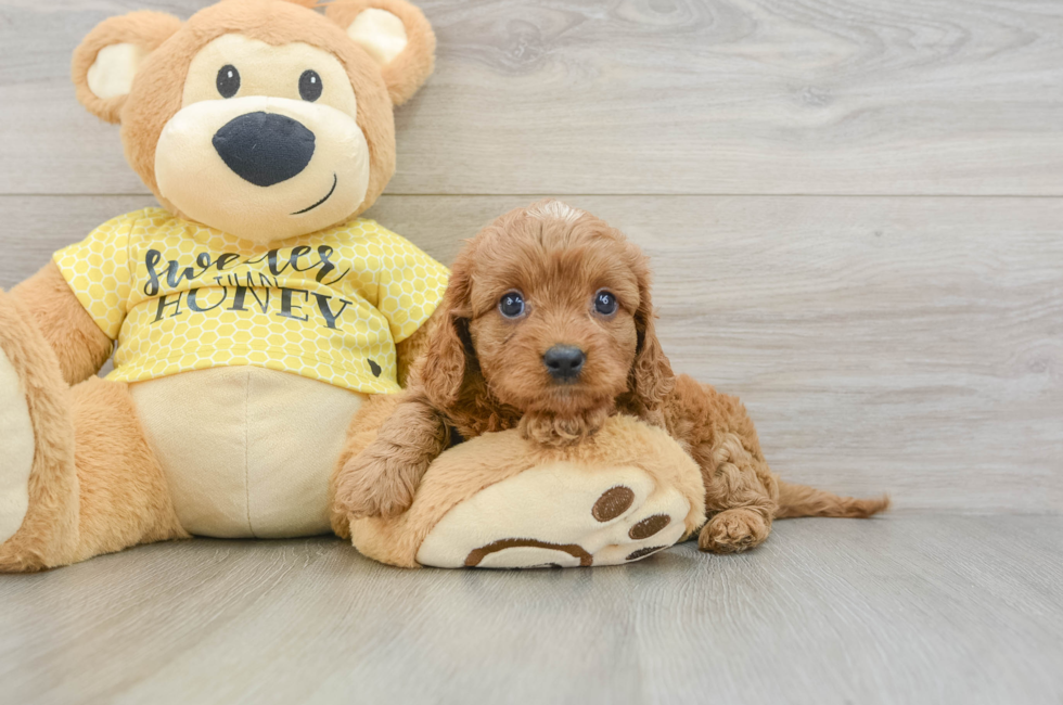 8 week old Cavapoo Puppy For Sale - Seaside Pups