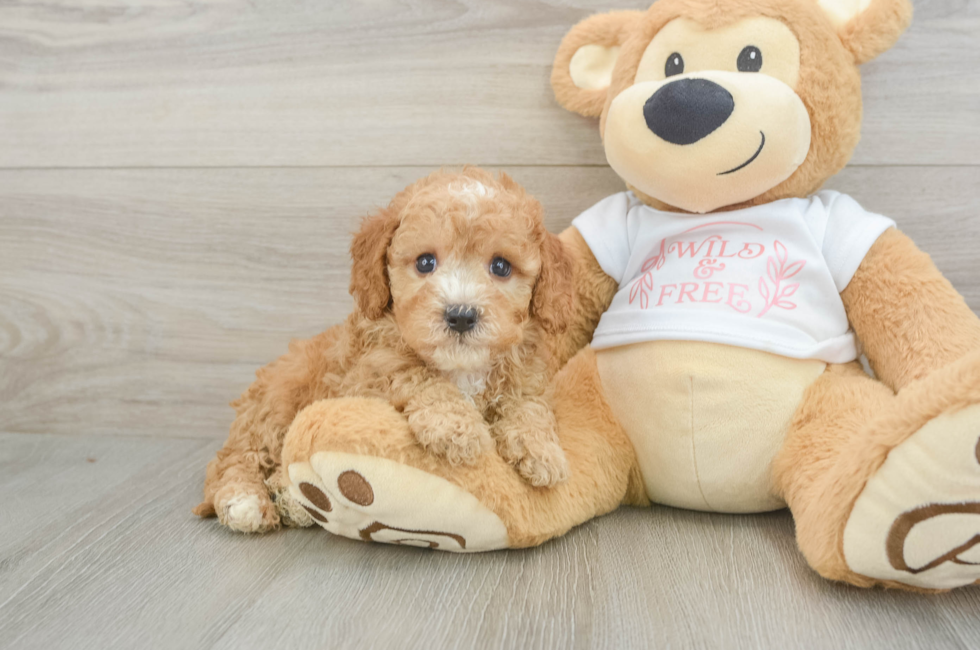 6 week old Cavapoo Puppy For Sale - Seaside Pups