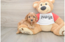 Friendly Cavapoo Baby