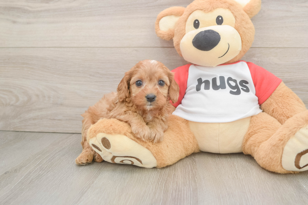 Friendly Cavapoo Baby
