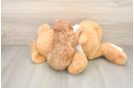 Sweet Cavapoo Baby