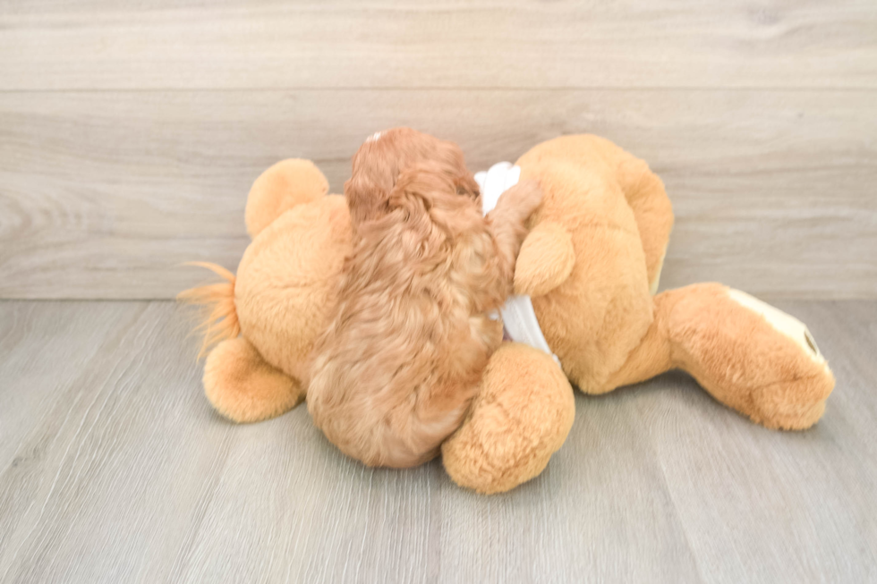 Sweet Cavapoo Baby