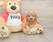8 week old Cavapoo Puppy For Sale - Seaside Pups