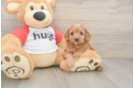 Happy Cavapoo Baby