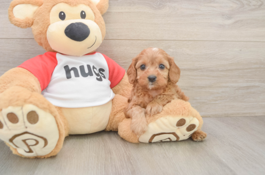 Happy Cavapoo Baby