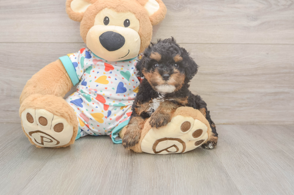 5 week old Cavapoo Puppy For Sale - Seaside Pups