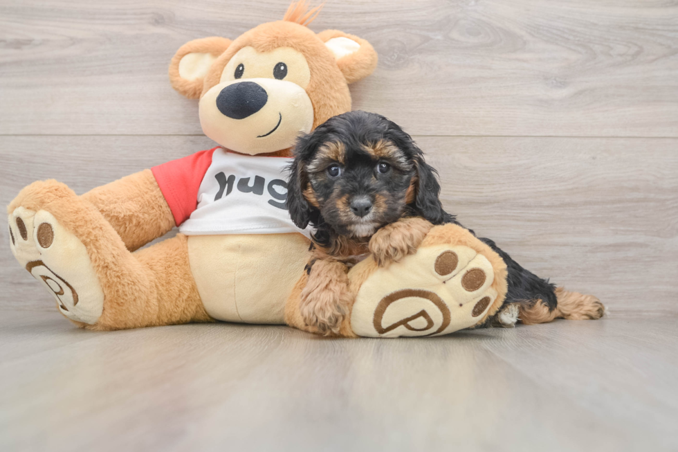 Cavapoo Puppy for Adoption