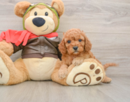 8 week old Cavapoo Puppy For Sale - Seaside Pups