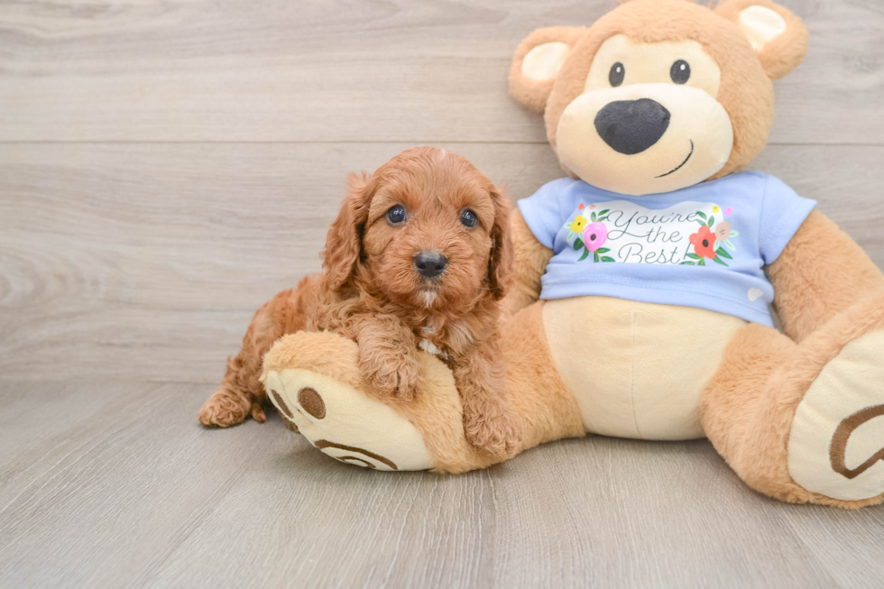Best Cavapoo Baby