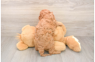 Cavapoo Puppy for Adoption
